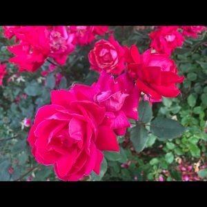 Meet your Posher, Shelby